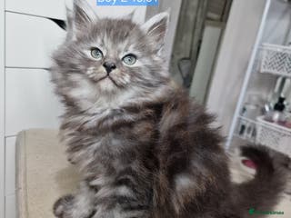 Maine Coon cats Last boy looking for home in Bury - Advert 6