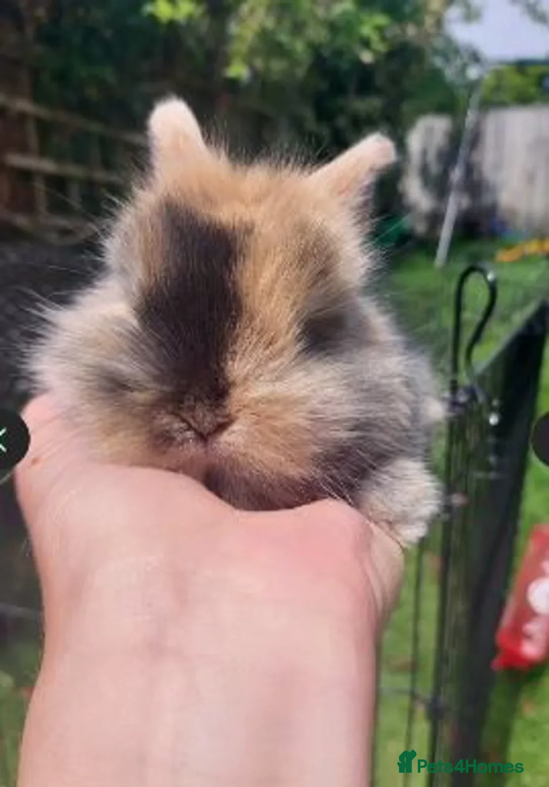 Mini Lop rabbits for sale: 2 x Mini Lion Lop ready to collect 23 March 2026 - Advert 24