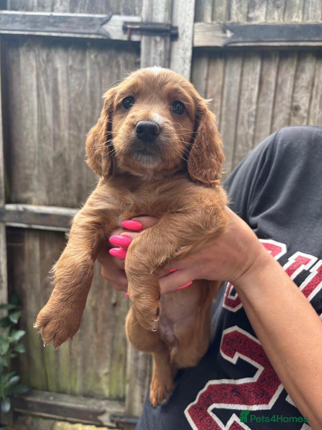 Cockapoo dogs for sale: Beautiful Cockapoo Puppies – Ready Soon  - Image 6