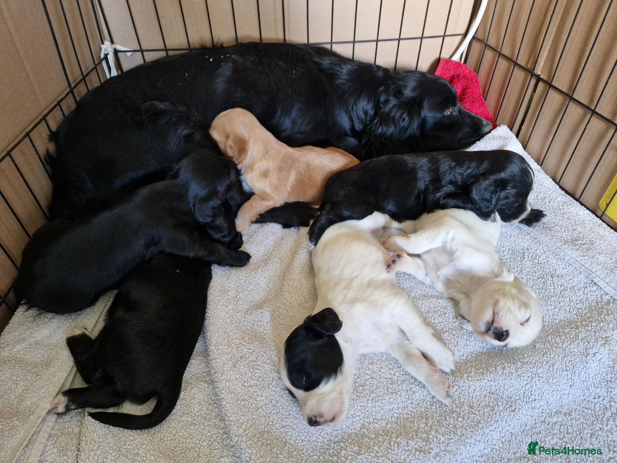 Sprocker dogs Sprockers for sale - Advert 2