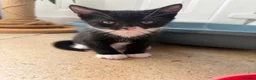 Mixed Breed cats for sale: Gorgeous mixed kittens! - Advert 4