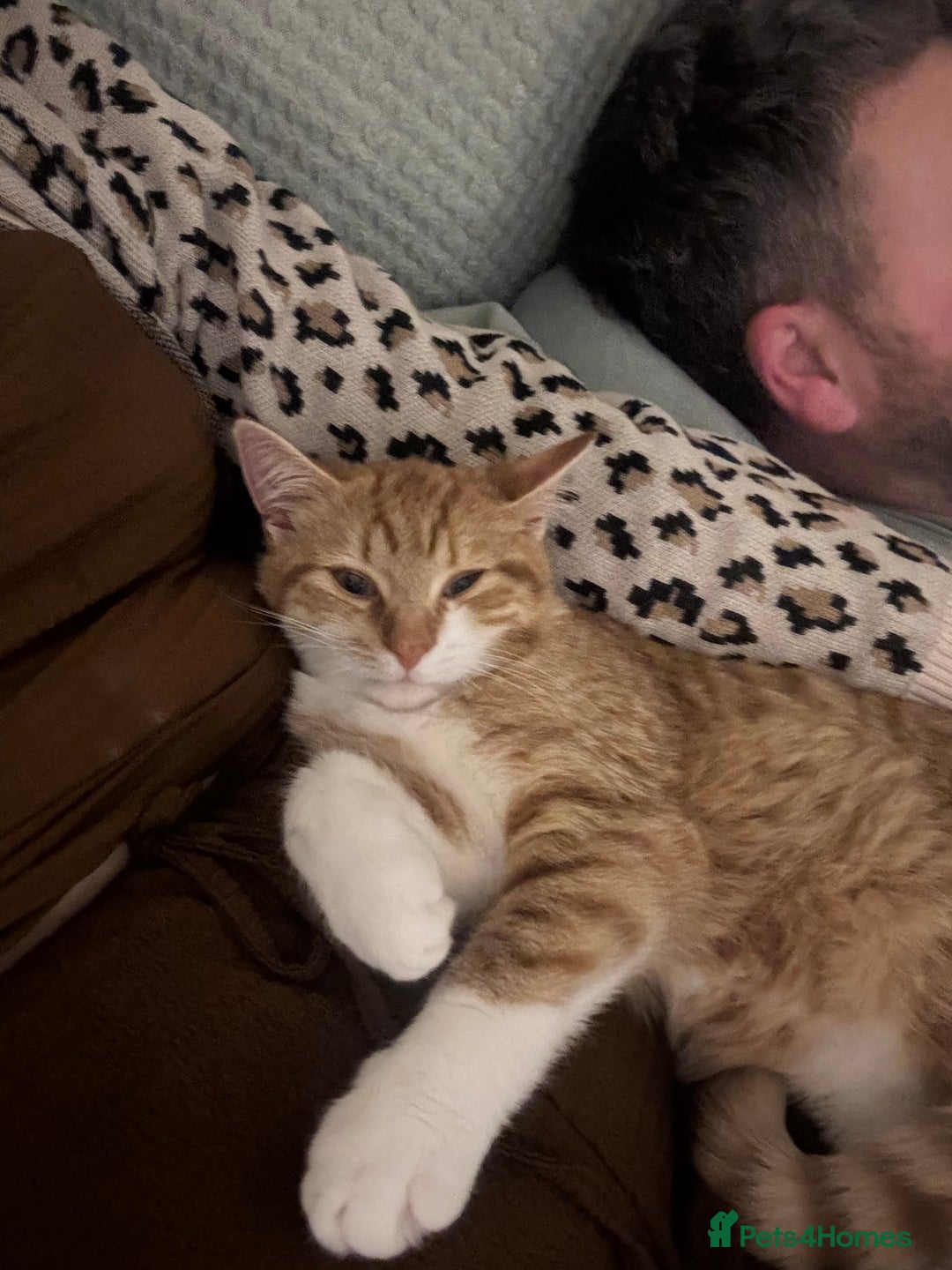 Mixed Breed cats for sale: Beautiful orange kitten  - Advert 2