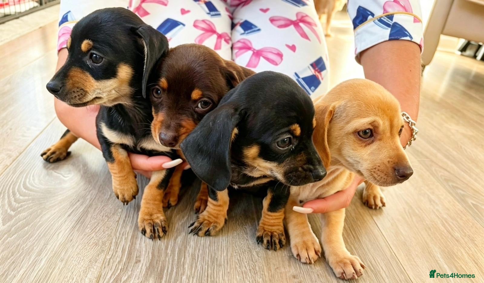 Dachshund dogs BEAUTIFUL DACHSHUND PUPS READY 9/11  - Advert 1