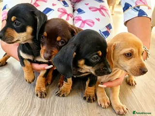 Dachshund dogs BEAUTIFUL DACHSHUND PUPS READY 9/11 - Advert 1