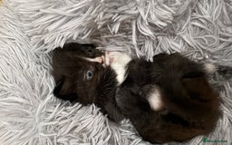 Ragdoll cats for sale: Ragdoll cross Persian kittens - Image 5