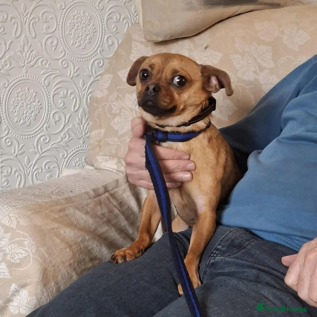 Mixed Breed dogs for adoption: Searcher - Fakenham Norfolk  - Advert 1