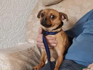 Mixed Breed dogs Searcher - Fakenham Norfolk - Advert 1