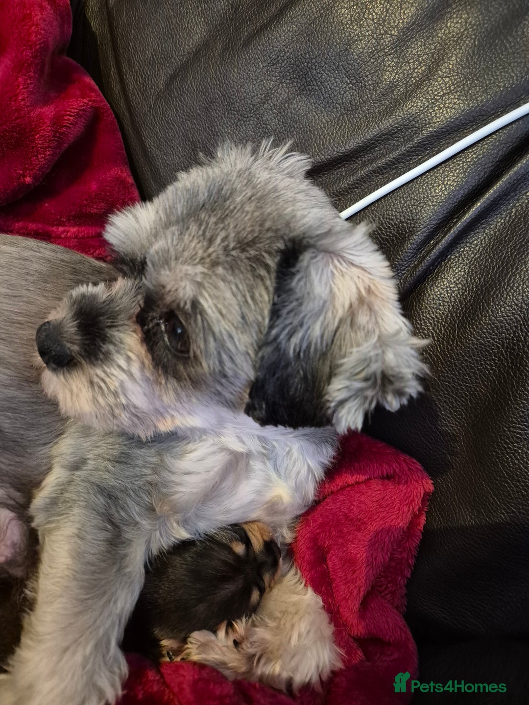 Mixed Breed dogs for sale: 1 boy available  - Advert 7