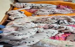 Dalmatian dogs for sale: 3 males available - Image 8