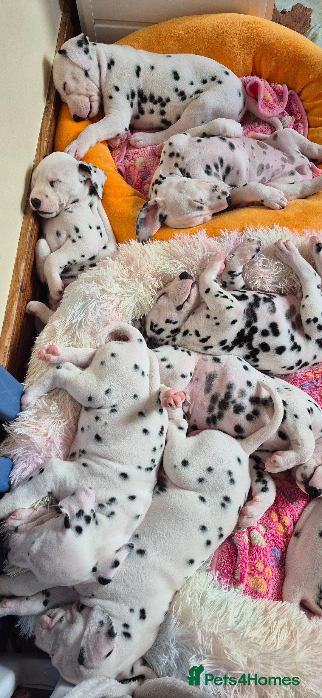 Dalmatian dogs for sale: 3 males available - Image 8
