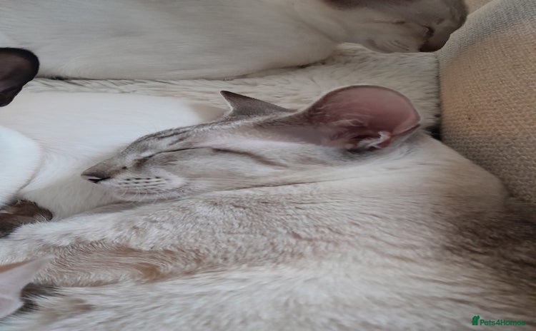 Siamese cats 3 boys for sale - Advert 11