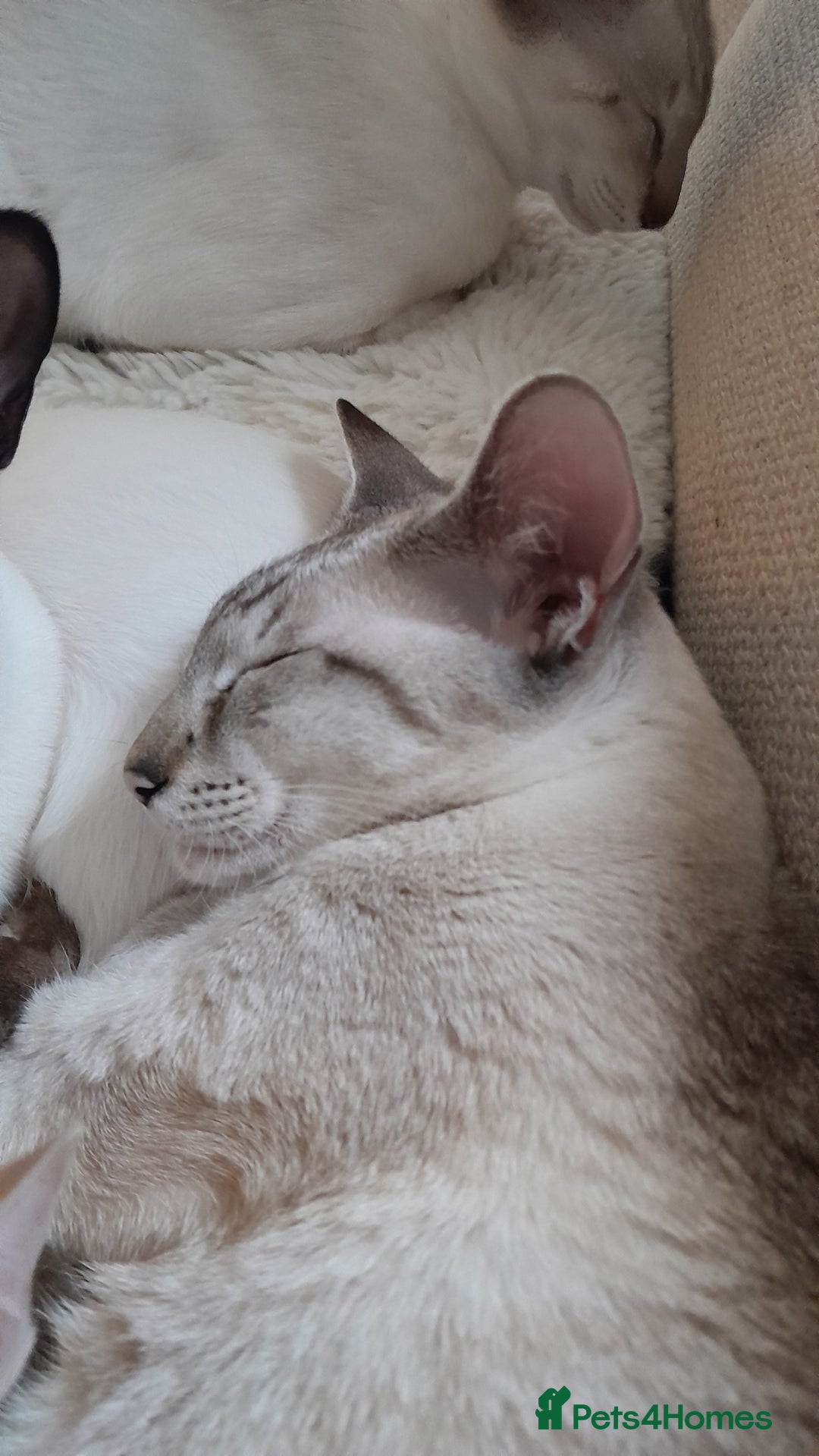 Siamese cats for sale: 3 boys for sale - Advert 1