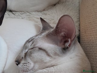 Siamese cats 3 boys for sale - Advert 3