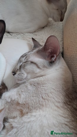 Siamese cats 3 boys for sale - Advert 1