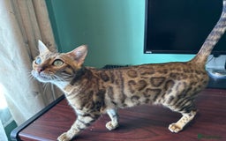 Bengal cats for sale: TICA Bengal cat for sale.  - Image 1