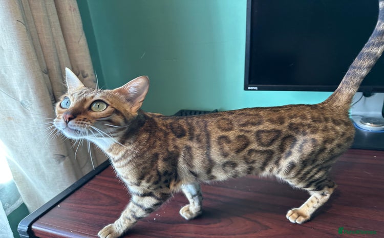 Bengal cats - Advert 9