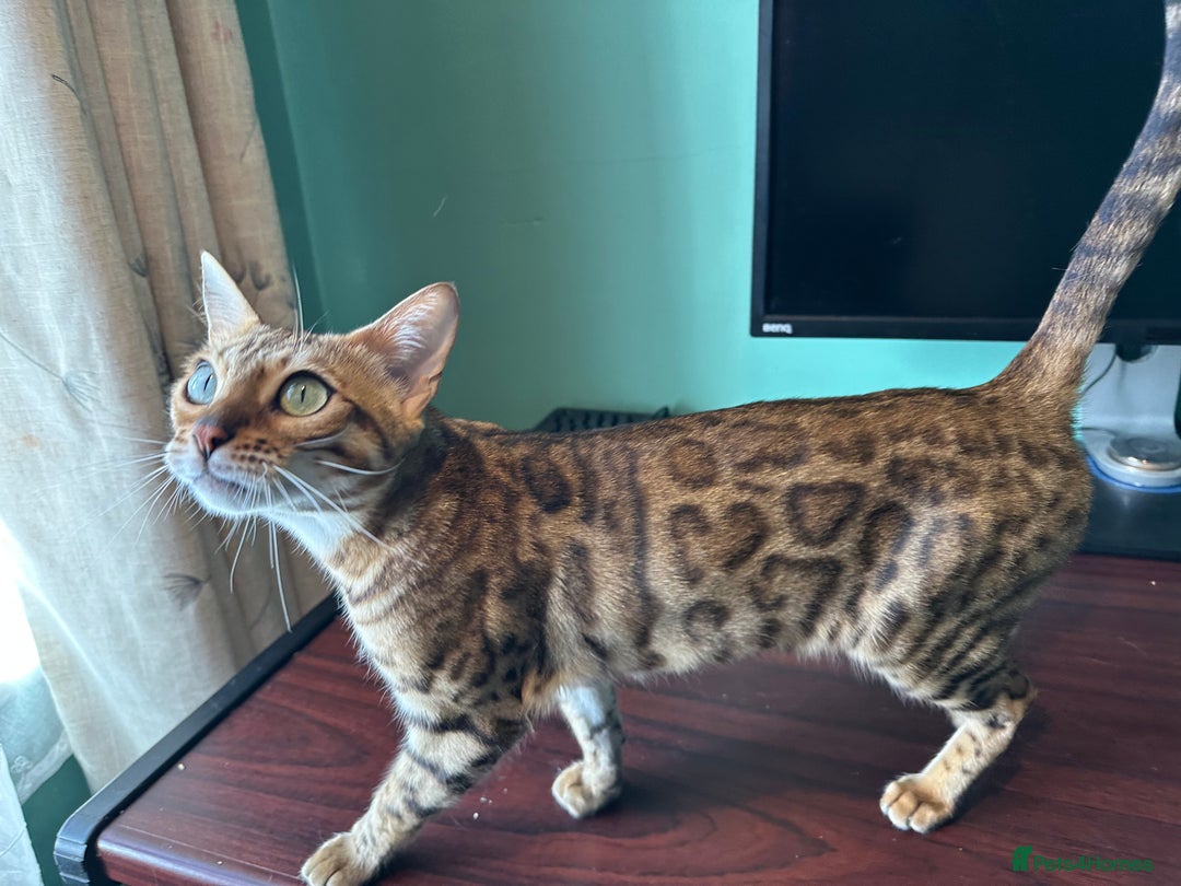 Bengal cats for sale: TICA Bengal cat for sale.  - Image 1