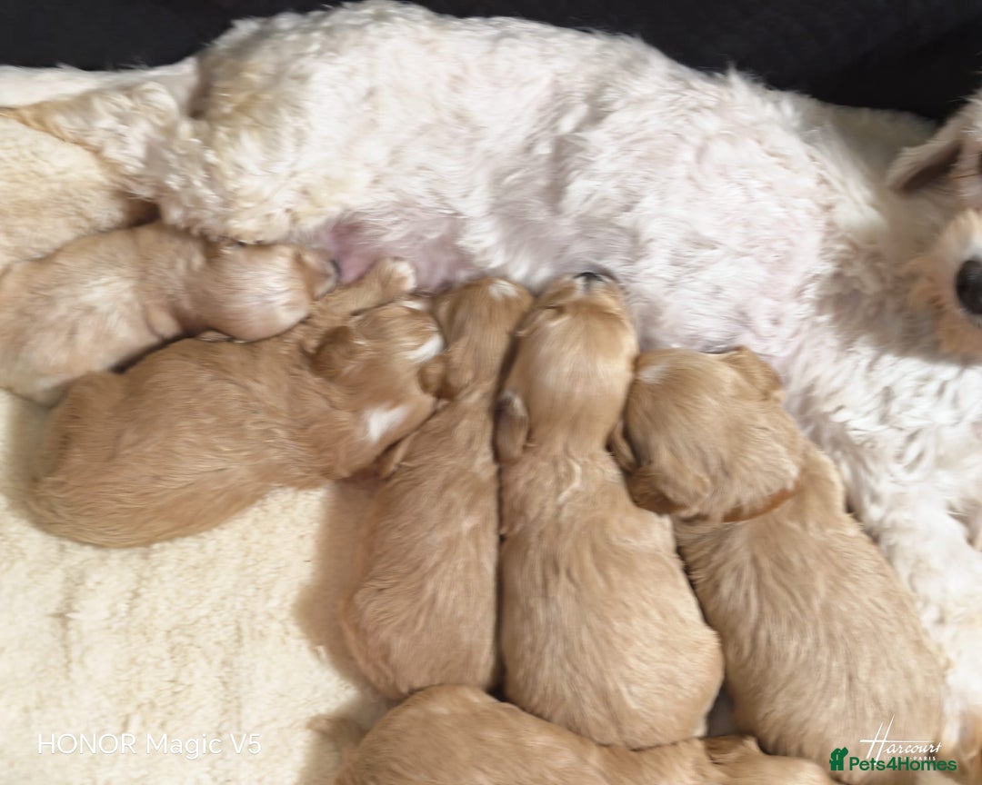 Maltipoo dogs for sale: Miniature Maltipoo Ready to leave soon - Advert 15