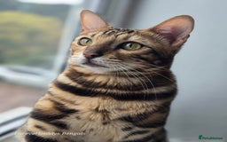 Bengal cats for sale: Gorgeous Hot Brown Bengal Queen  - Image 4