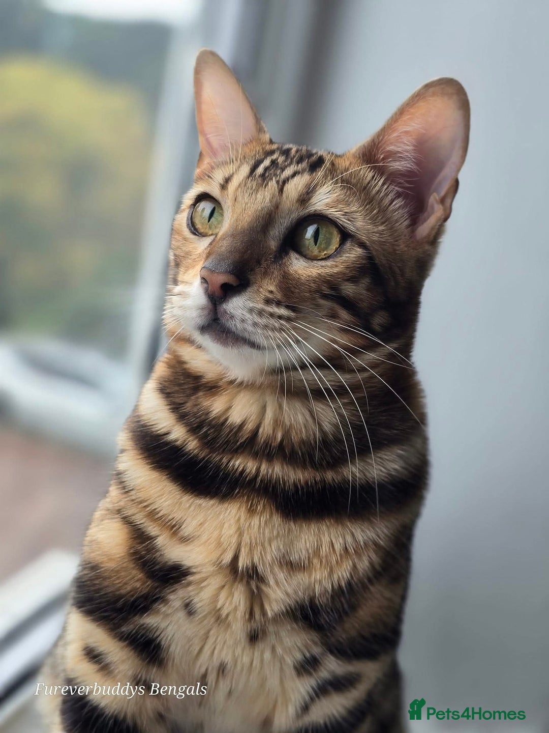 Bengal cats for sale: Gorgeous Hot Brown Bengal Queen  - Image 4
