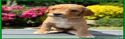Cockapoo dogs for sale: Gorgeous Fox Red F1 Cookapoos  - Advert 9