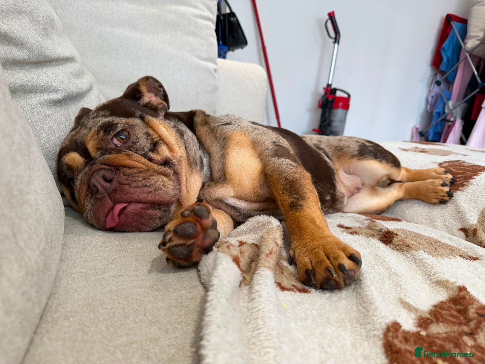 English Bulldog dogs Chocolate Tri Merle English Bulldog - Advert 10