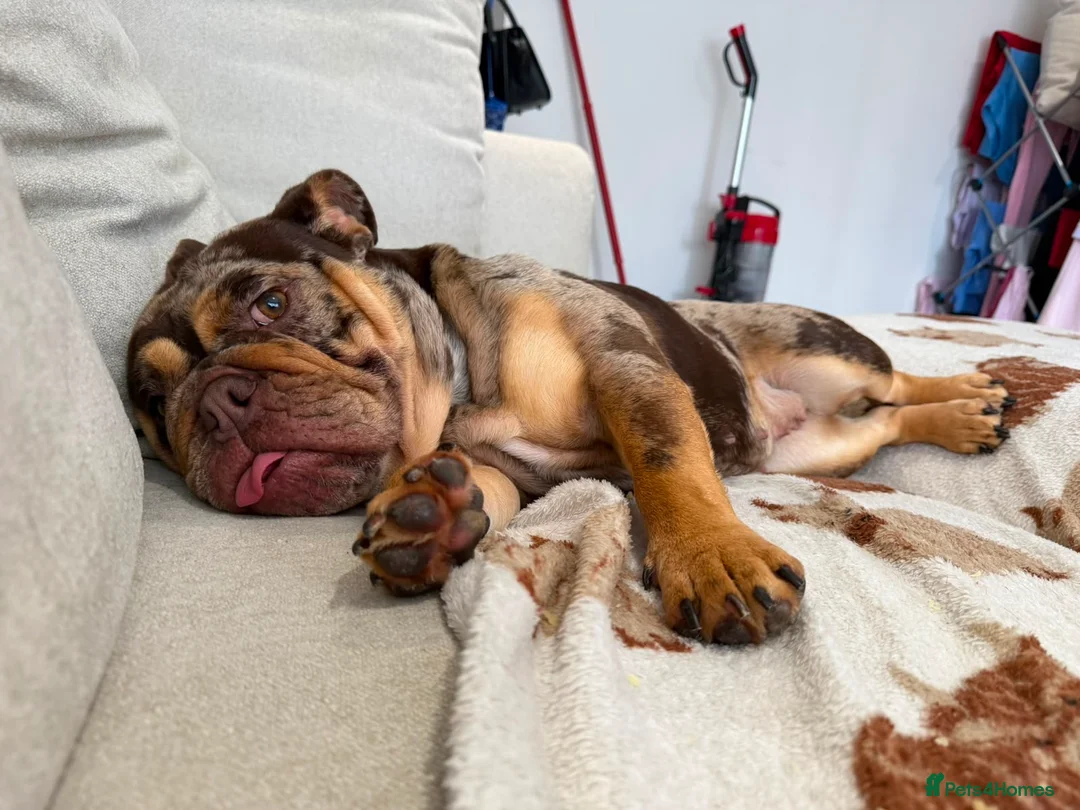 English Bulldog dogs for sale: Chocolate Tri Merle English Bulldog - Advert 1