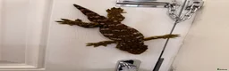 Gecko reptiles for sale: Male Mario Leachie Gecko  - Advert 4
