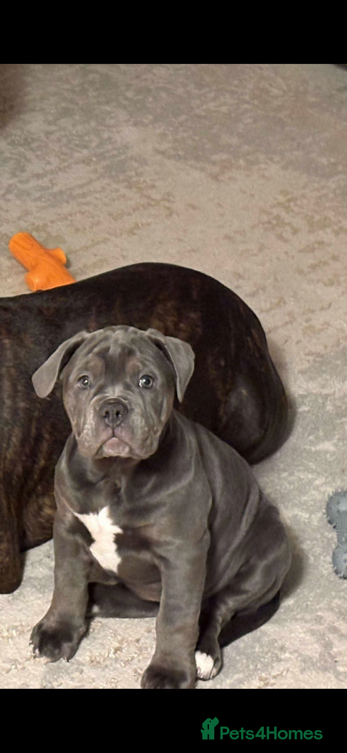 Old Tyme Bulldog dogs 12 week old beautiful old tyme English bulldog  - Advert 1