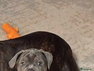 Old Tyme Bulldog dogs 12 week old beautiful old tyme English bulldog - Advert 1