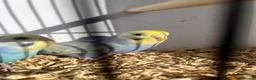 Budgerigars birds for sale: Stunning mutations  - Advert 19