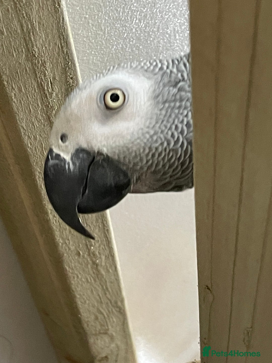 Parrots birds for sale: Our 2 loving African greys  - Advert 4