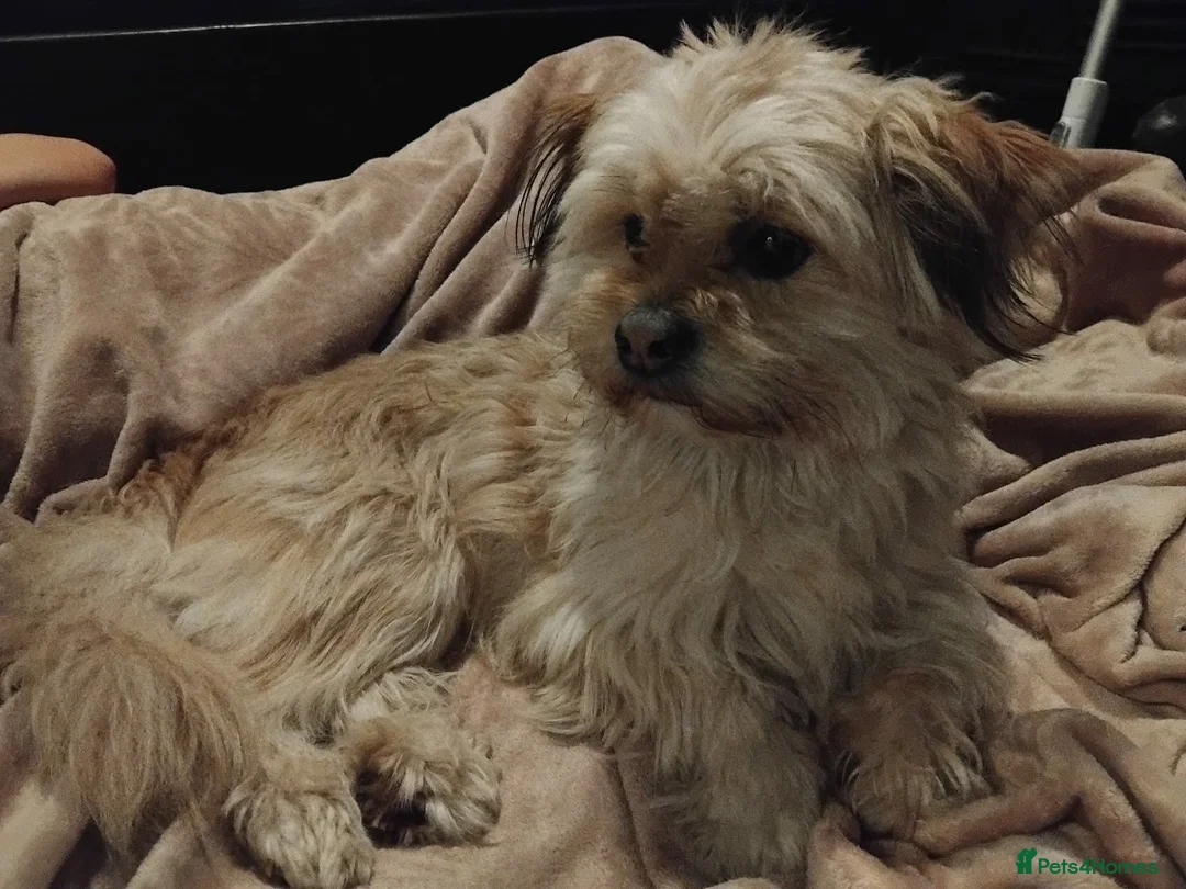 Morkie dogs for stud: Male stud Maltese cross - Advert 1