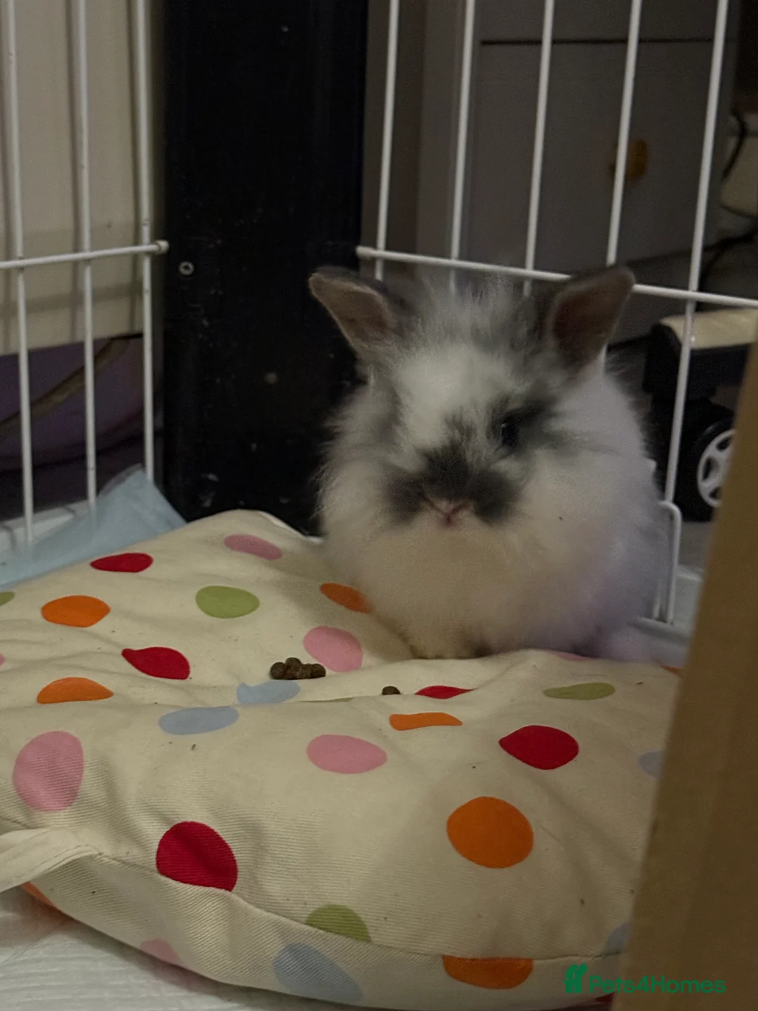 Lionhead rabbits for sale: Baby Lionhead bunny for sale - Advert 4