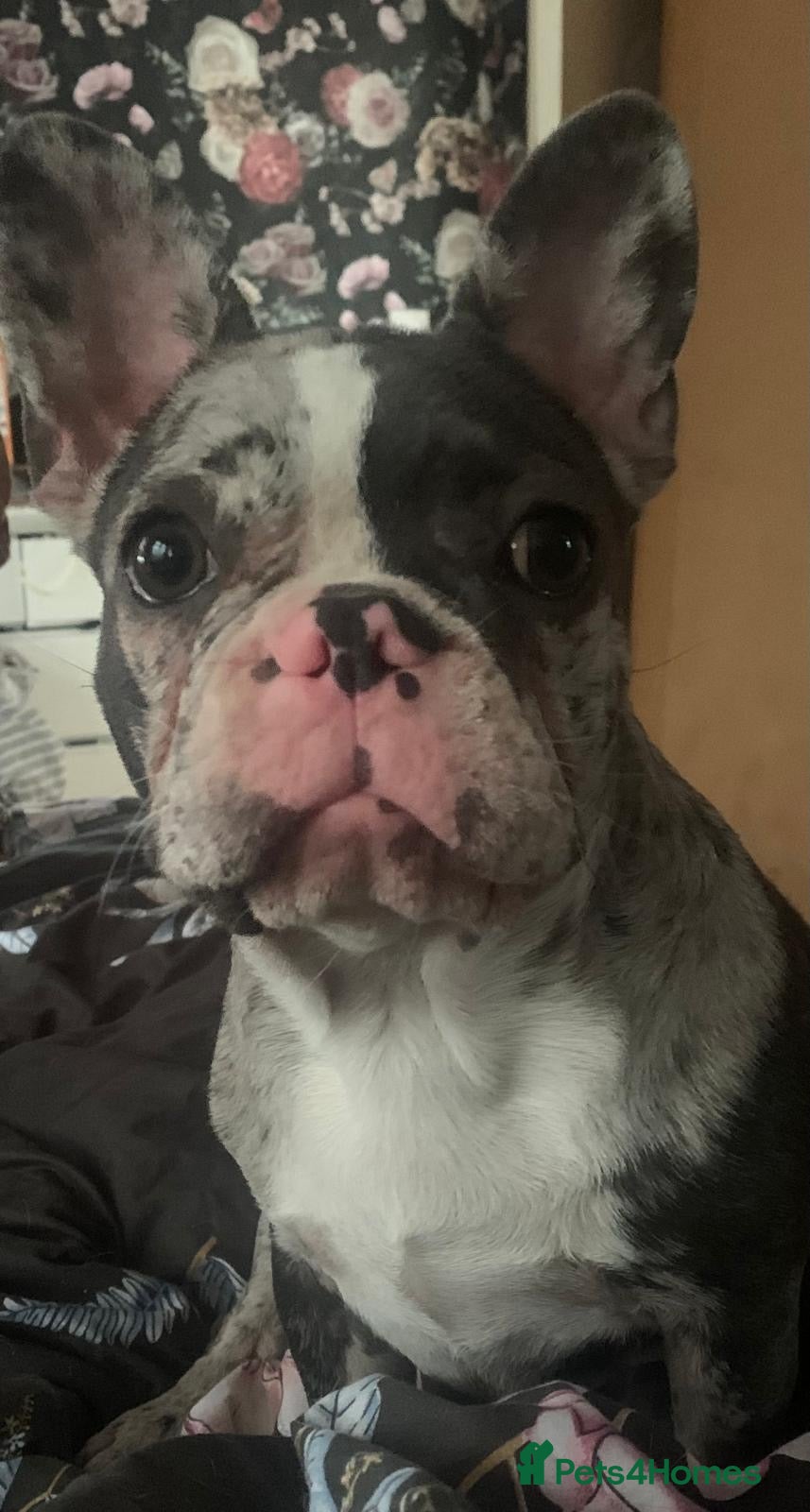 French Bulldog dogs Frenchie pups forsale in Wednesbury - Advert 7