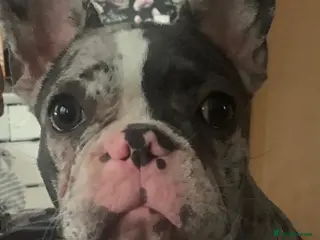 French Bulldog dogs Frenchie pups forsale in Wednesbury - Advert 7
