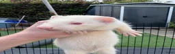 Ferret rodents for sale: Ferret kits for sale - Advert 13