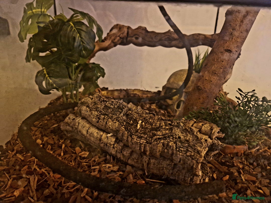 Gecko reptiles for sale: 6 Year Old Female Crested Gecko + Full Terranium - Advert 8