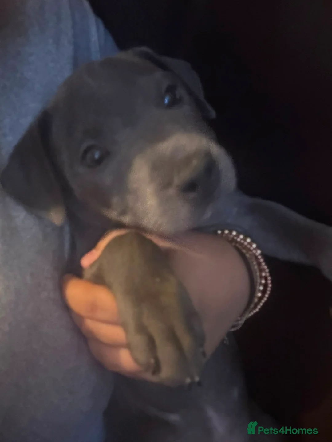 Staffordshire Bull Terrier dogs for sale: Beautiful KC Reg Blue Staffordshire bull terriers - Advert 2
