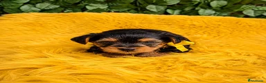 Yellow Collar 💛 Girl