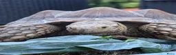 Tortoise reptiles for sale: 2 sulcata tortoises - Advert 4