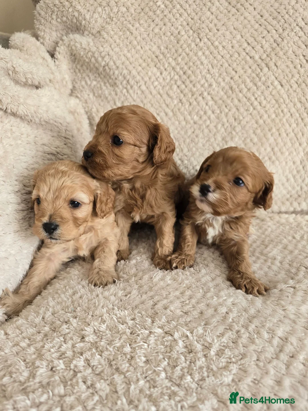 Cavapoo dogs for sale: Beautiful F1 Cavapoo Girls - Advert 19