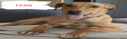 Mixed Breed dogs for adoption: Ivy and Fern  in Crewe - Advert 2