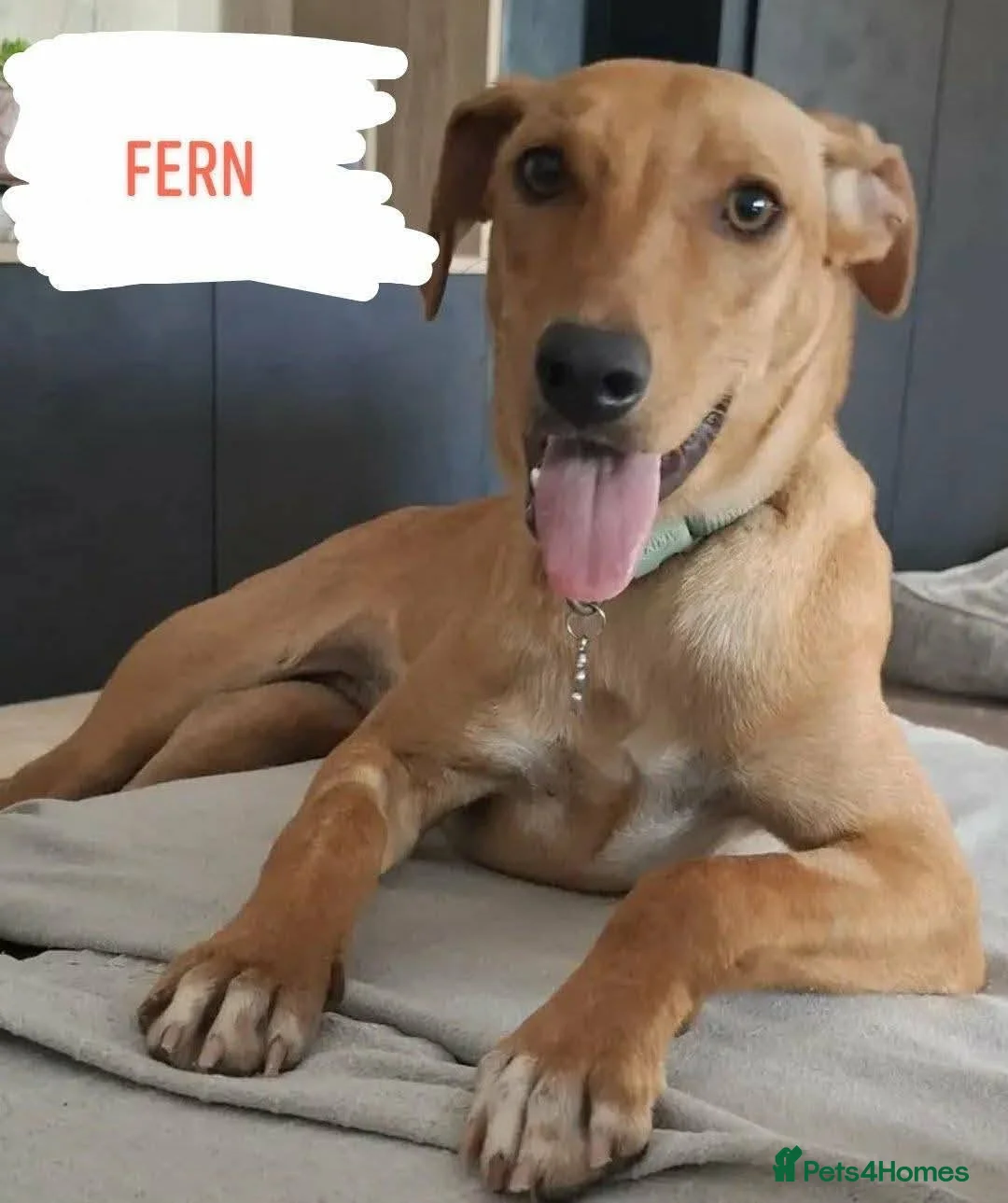 Mixed Breed dogs for adoption: Ivy and Fern  in Crewe - Advert 2