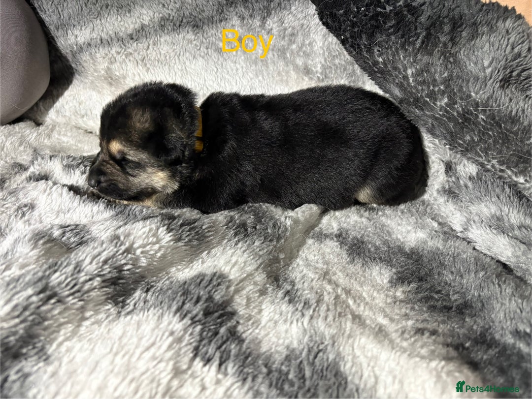 German Shepherd dogs for sale: Beautiful German Shepard puppies  - Advert 8