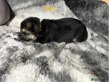 German Shepherd Puppy 2