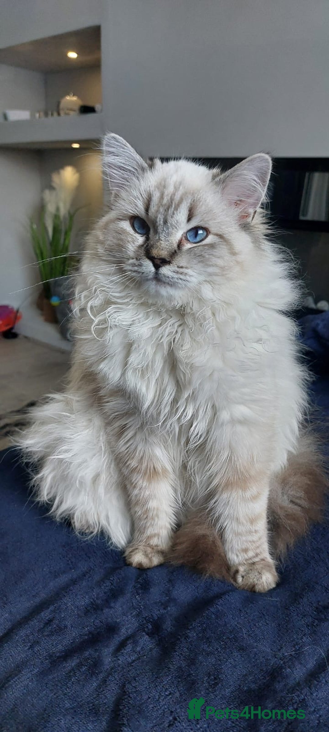 Ragdoll cats for sale: 1 year old Male Ragdoll - Advert 1