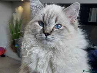 Ragdoll cats 1 year old Male Ragdoll - Advert 1