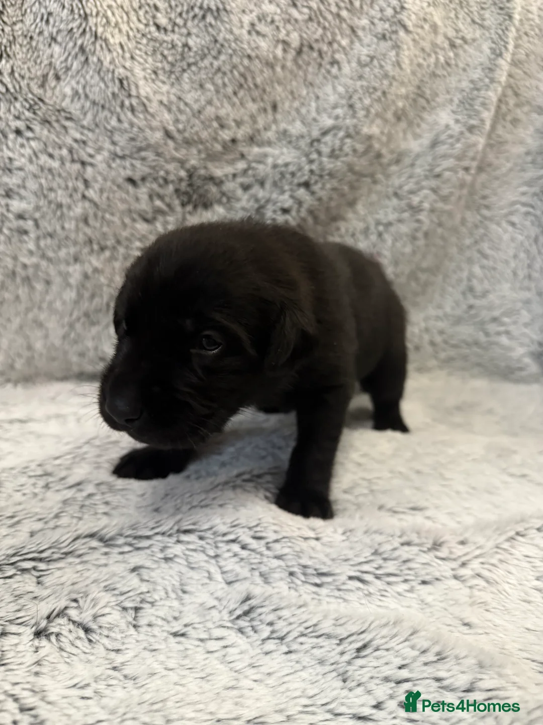Labrador Retriever dogs for sale: KC Registered Labrador Retriever Puppies - Advert 17