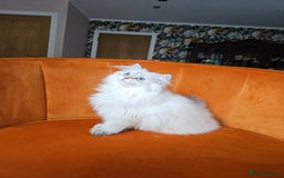 Scottish Fold cats for sale: Excellent Scottish straight girl ready to go in Erith - Image 2